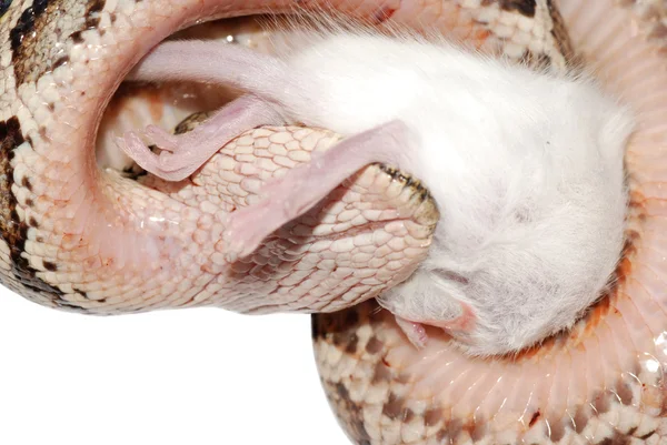 Boa käärme syö rotta — kuvapankkivalokuva
