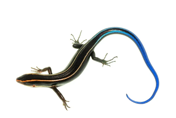 stock image Blue tail skink lizard