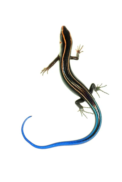 Blue tail skink lizard — Stock Photo, Image