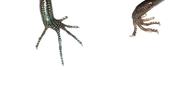 蓝尾石龙子蜥蜴爪 — 图库照片