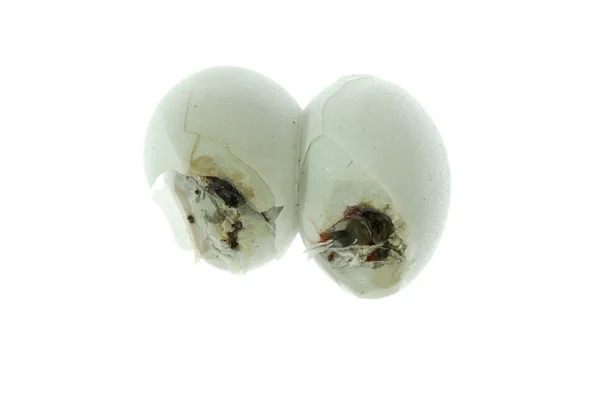Gecko egg — Stock Photo, Image