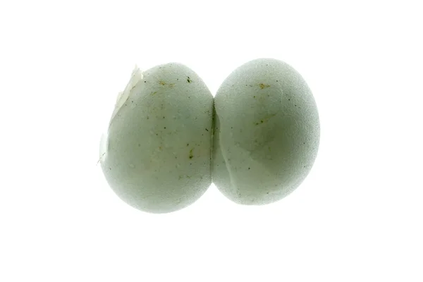 Huevo de geco — Foto de Stock