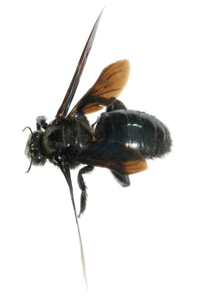 Bombus Pszczoła — Zdjęcie stockowe