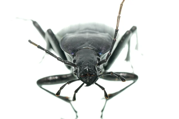 Besouro-do-chão de insetos — Fotografia de Stock