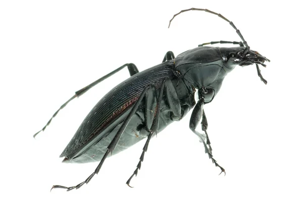 Insect ground beetle — Stock Photo, Image
