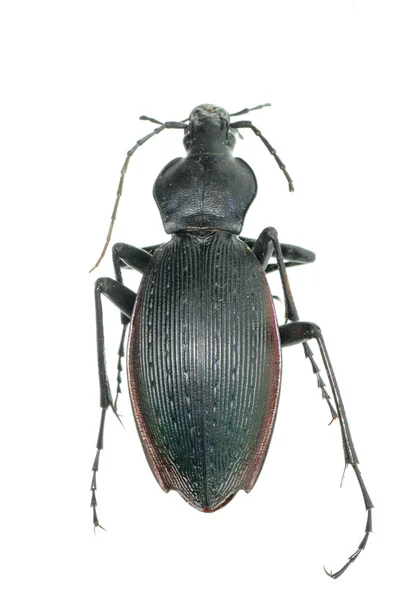 Insect ground beetle — Stock Photo, Image