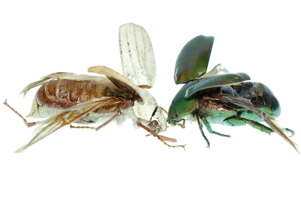 两个圣甲虫 — 图库照片