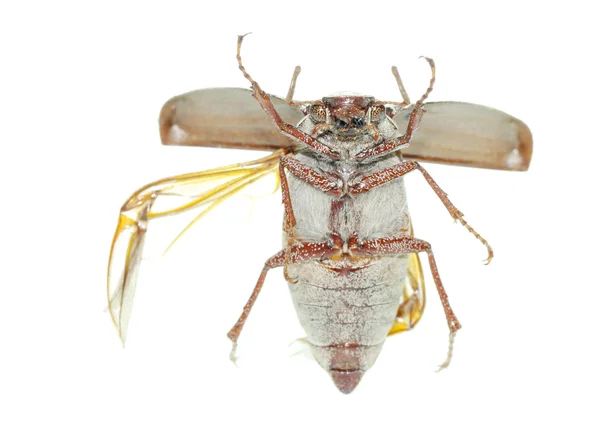 Flying scarab beetle — Stock Photo, Image