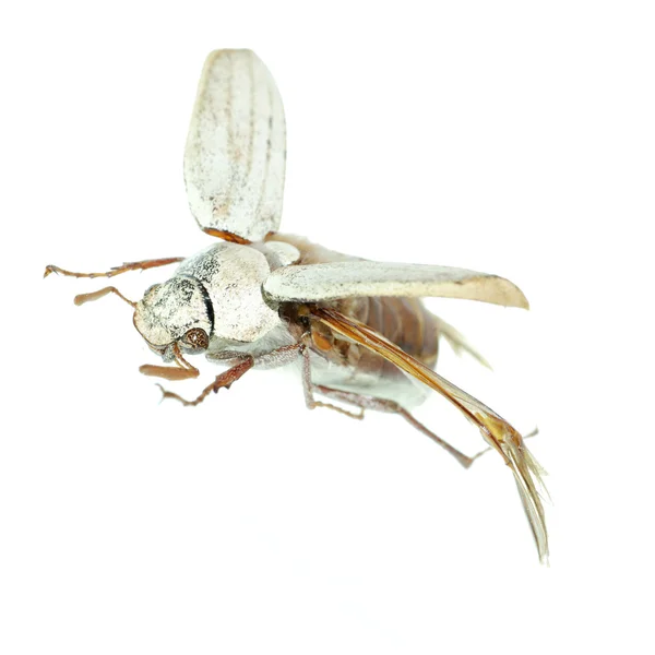 飞行圣甲虫 — 图库照片