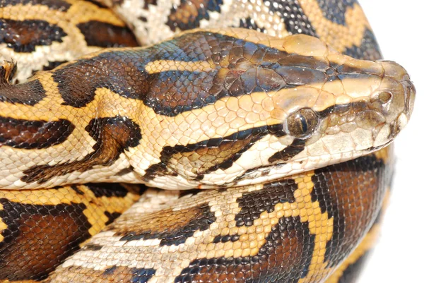 Boa serpiente — Foto de Stock