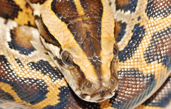 蟒蛇蛇的头 — 图库照片