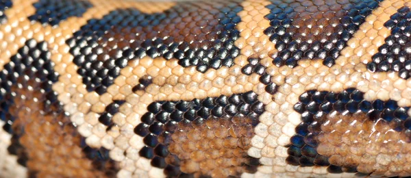 Modèle de serpent boa — Photo