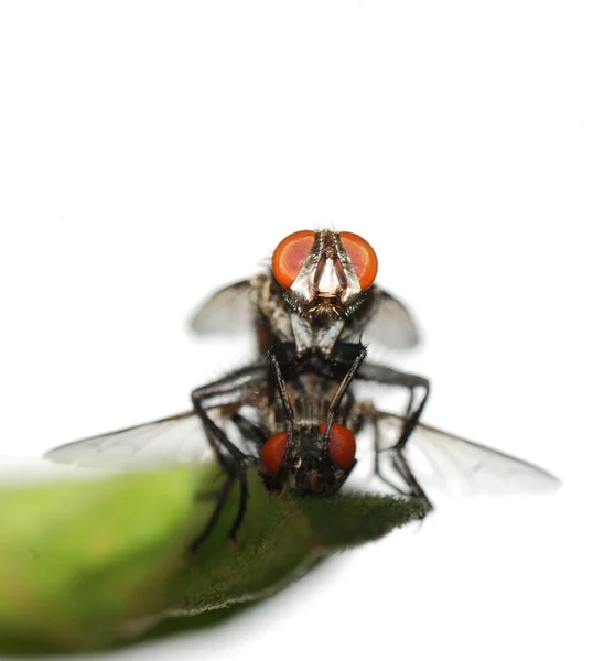 Acasalamento mosca inseto isolado — Fotografia de Stock
