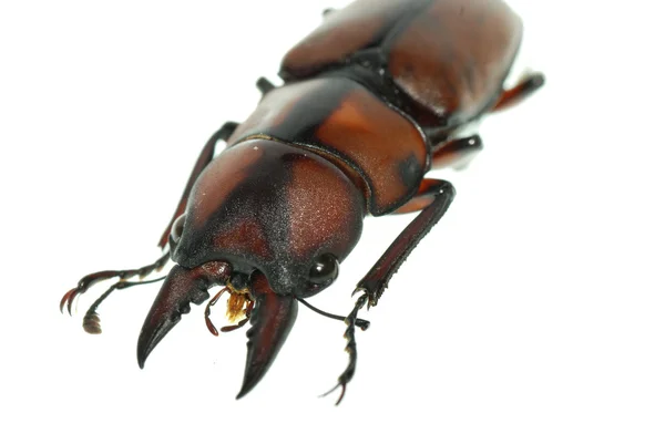 昆虫食虫甲虫 — 图库照片