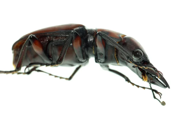 虫鹿甲虫 — ストック写真