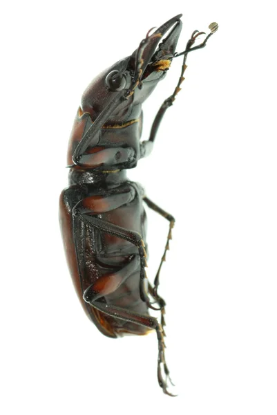 Besouro de veado de insetos — Fotografia de Stock