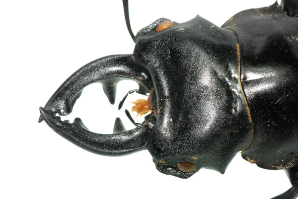 Testa di scarabeo cervo insetto — Foto Stock