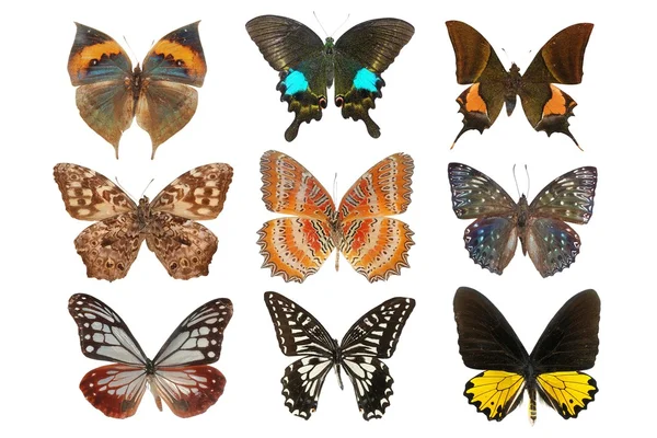 Motýl izolovaných na bílém — Stock fotografie