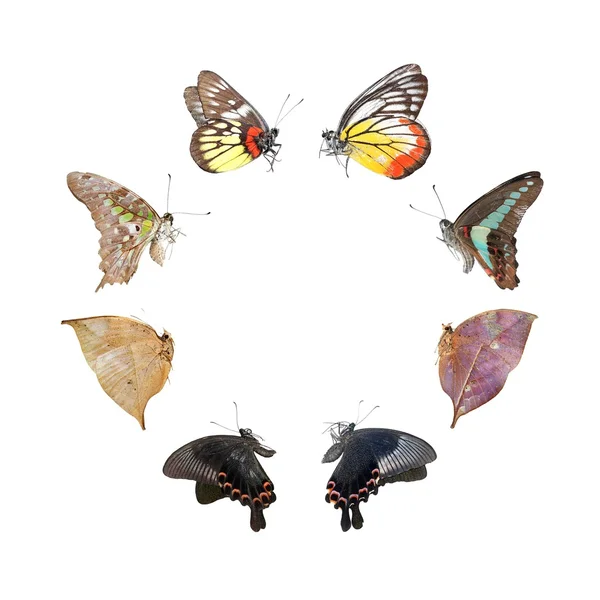 Метелик ізольований на білому — стокове фото