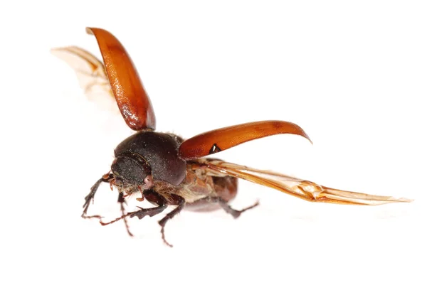 Uçan kahverengi scarab böcek Stok Resim