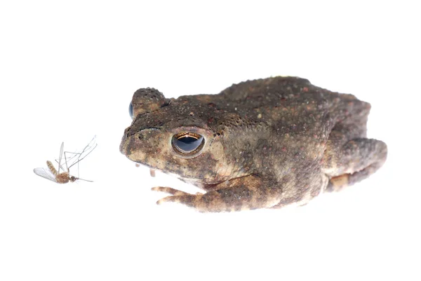 Animal toad look at mosquito bug Stock Image