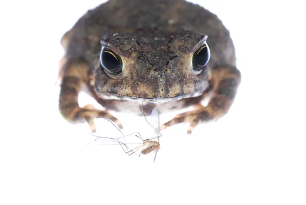 Animal toad look at mosquito bug Royalty Free Stock Images