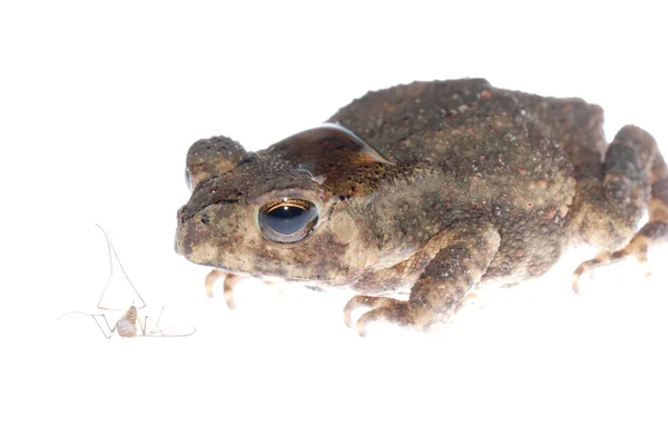 Animal toad look at mosquito bug Stock Image