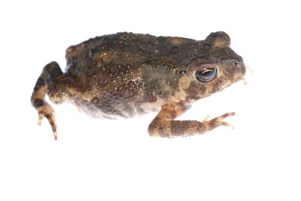Animal toad frog Stock Photo
