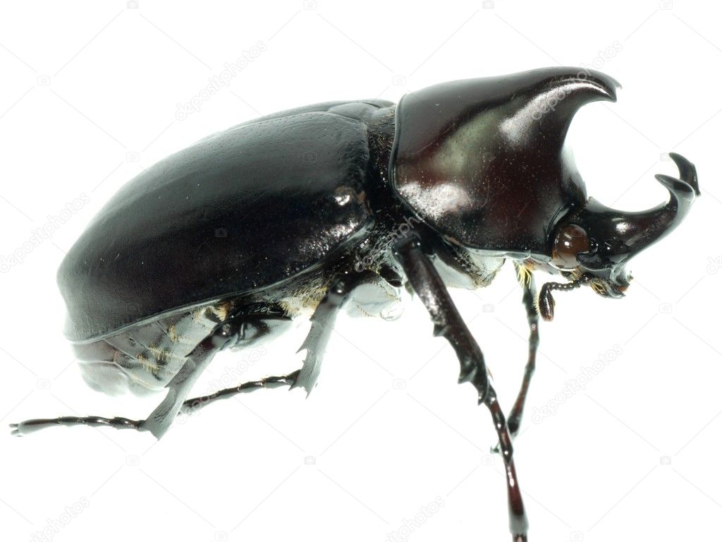 hercules beetle rhinoceros beetle