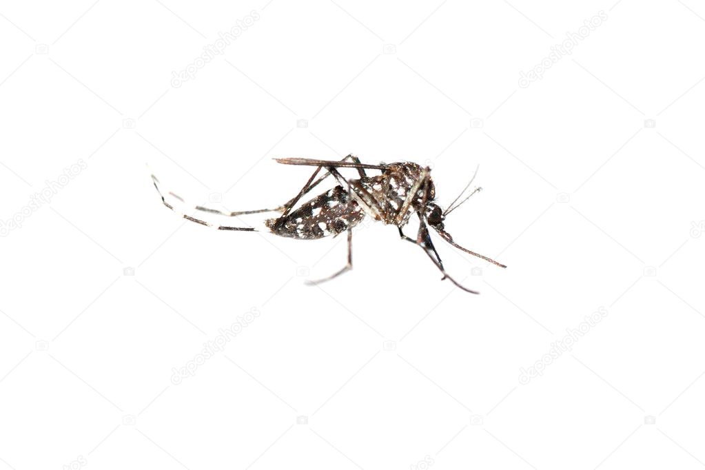 Mosquito bug