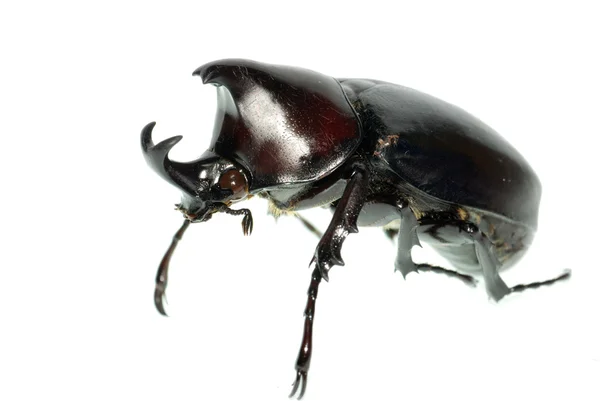 犀牛海格力斯甲虫 — 图库照片