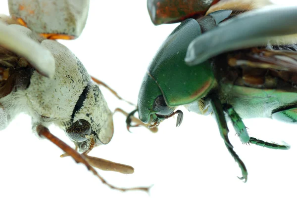 Dos escarabajo escarabajo —  Fotos de Stock