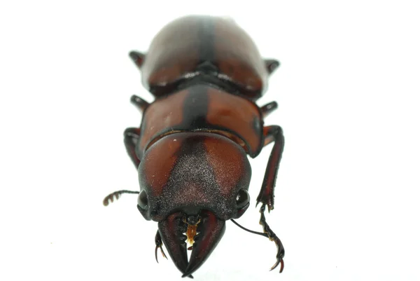 Escarabajo insecto ciervo — Foto de Stock