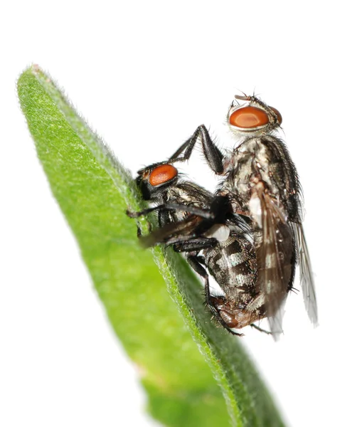 Parning flyga insekt isolerade — Stockfoto
