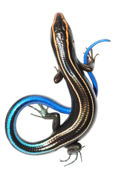 Azul cauda lagarto skink — Fotografia de Stock