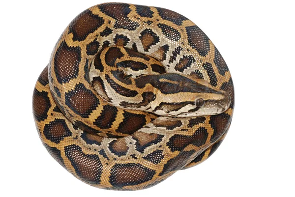 Izole boa yılanı — Stok fotoğraf