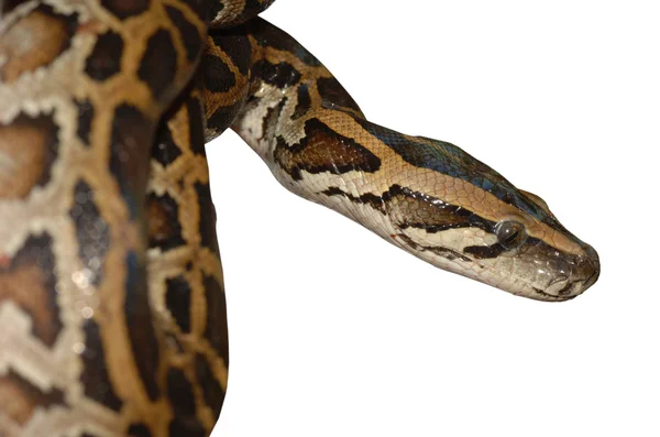 Boa serpente modello — Foto Stock