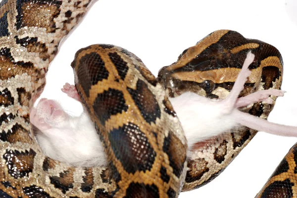 蟒蛇蛇吃老鼠 — 图库照片