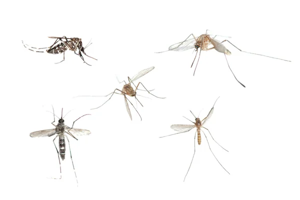 Se błąd owadów komarów — Zdjęcie stockowe