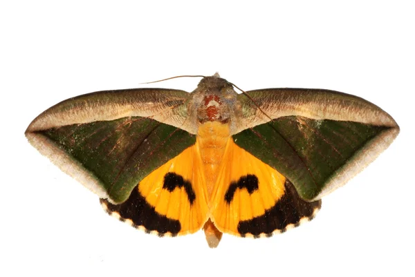 Insekt moth — Stockfoto