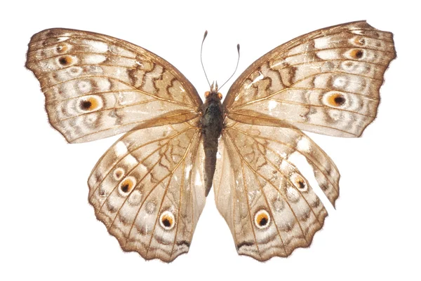 Beyaz izole kelebek — Stok fotoğraf
