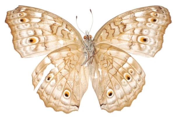 Beyaz izole kelebek — Stok fotoğraf