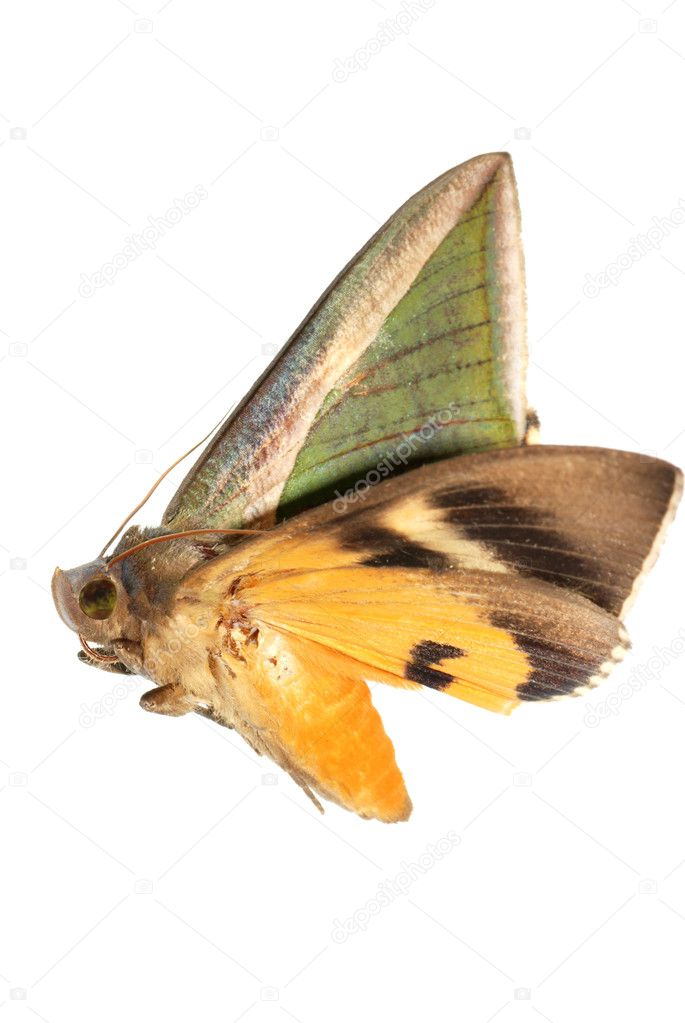 Insect moth