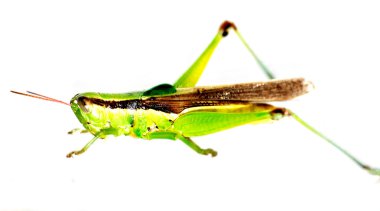 Green grasshopper clipart