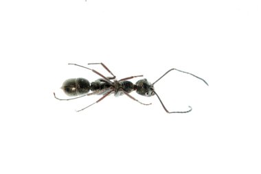 böcek karınca izole makro