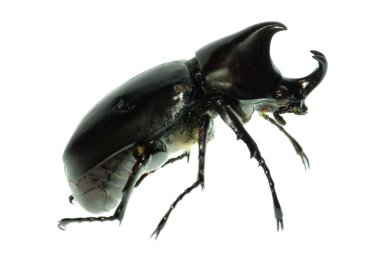 Rhinoceros hercules beetle clipart