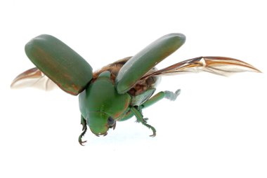 Flying insect green beetle isolated on white clipart