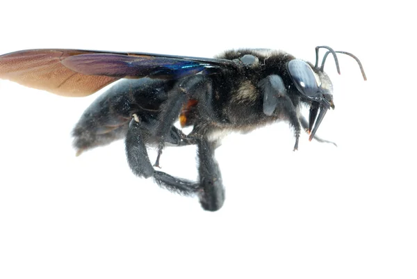Mütevazi arı — Stok fotoğraf