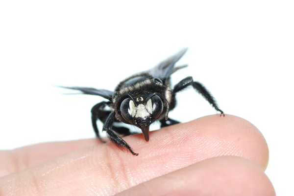 Insect humble bee on hand — Stock Photo, Image