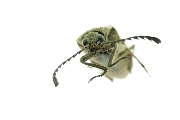 Escarabajo marrón —  Fotos de Stock